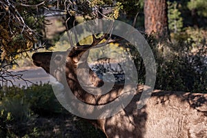 A Female Elk in Grand Canyon National Park, Arizona