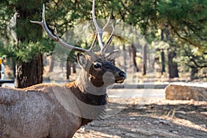 A Female Elk in Grand Canyon National Park, Arizona