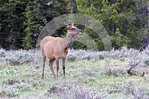 Female Elk in Grand Teton National Park