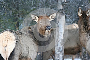 Female elk in Jasper