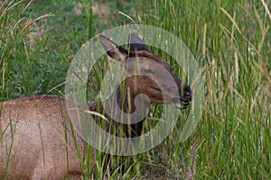 A Female Elk Laying in Grass