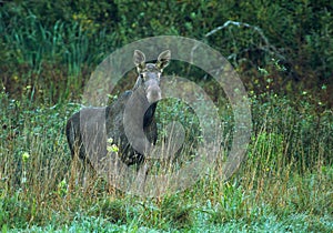 A female elk in the morning on an autumn meadow