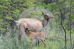 Female Elk nursing her fawn