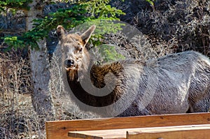 Female elk portrait beside a picnic table in the city