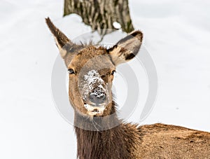 Female Elk Resting in the Early November Snow Before the Long Winter Starts