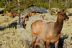 Female Elk in RMNP