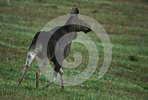 Female elk running