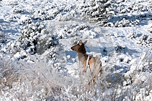 Female Elk in the Snow