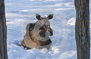 A female elk on snow in winter