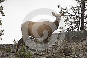 Female elk standing and facing camera, Yellowstone National Park