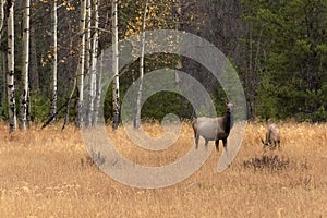 Female Elk standing in a Meadow