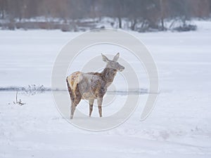 female elk stands against the background of forest during a blizzard and snowfall