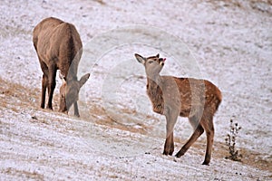 A female Elk stands grazing in a snow covered pasture with a funny calf at her side
