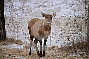 A female Elk stands in a snow covered pasture grazing with its mouth open