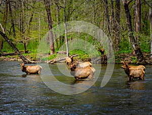 Female Elk Stares At Camera From River