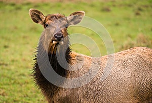 Female Elk Stops Grazing to Look at the Camera