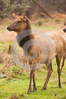 Female Elk Stops Grazing to Look at the Group