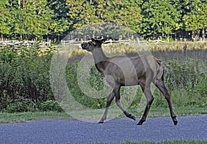 A female Elk strolls across the parking lot.