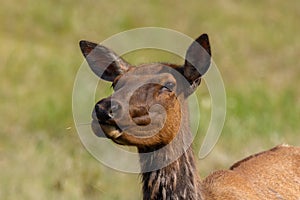 Female elk in the sun chewing grass