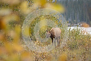 Female elk surrounded by beautiful fall colours.