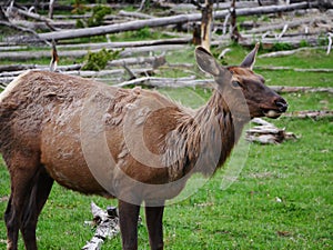 Female Elk upclose in Yellowstone National Park