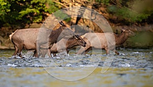 Female elk walking through water