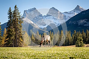 Female Elk ( Wapiti ) foraging on the grassland.