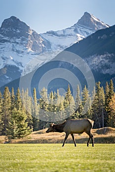 Female Elk ( Wapiti ) foraging on the grassland.