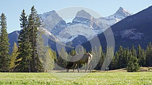 Female Elk ( Wapiti ) foraging on the grassland.