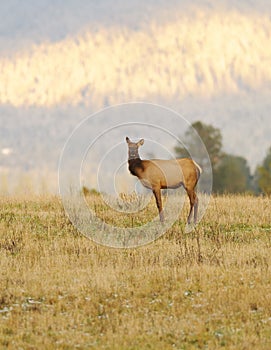 Female Elk in Washigton