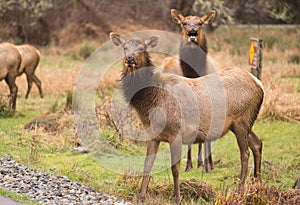 Female Elk Weathering the Rain Northern California