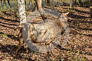 Female Elk in the Woods in North Carolina