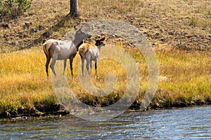 Female elks cow grazes in the grassy marsh of the Madison River in Yellowstone National Park