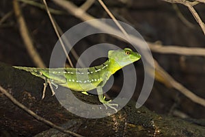 Female Emerald Basilisk Lizard in Tortuguero - Costa Rica