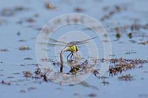 Female Emperor Dragonfly (Anax imperator)