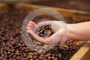 Female Employee Holding Organic Raw Coffee Beans