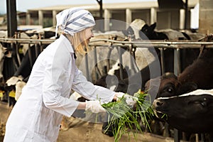 Female employee taking care of cows herd in farm