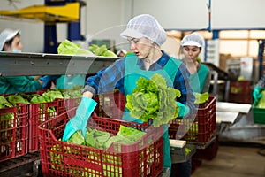 Female employee in uniform inspecting quality of lettuce in box at sorting factory