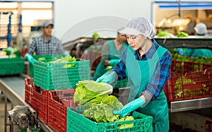 Female employee in uniform inspecting quality of lettuce in box at sorting factory