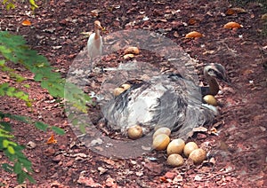 Female Emu sitting on her Eggs, India