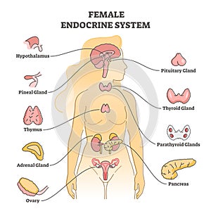 Female endocrine system with inner glands, pancreas and ovary outline concept