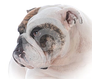 female english bulldog