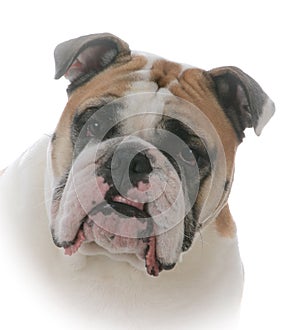 female english bulldog