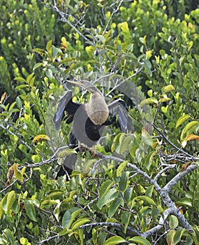 Female enhinga bird trees Everglades Florida