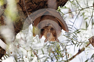 A female Epauletted Fruit Bat with a child in a tree in Northern Ethiopia photo