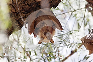 A female Epauletted Fruit Bat with a child in a tree in Northern Ethiopia photo