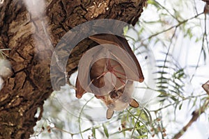 A female Epauletted Fruit Bat with a child in a tree in Northern Ethiopia photo