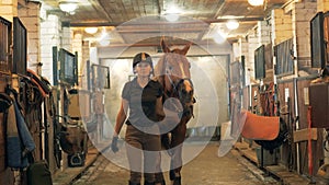 Female equestrian is guiding a stallion through the stables