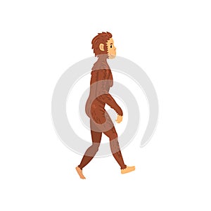 Female Erectus, Biology Human Evolution Stage, Evolutionary Process of Woman Vector Illustration