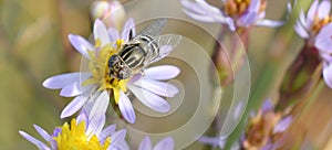 female Eristalinus aeneus, lagoon fly on the sea aster, Tripolium pannonicum